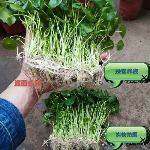 铜钱草招财水培植物面绿植吸甲醛