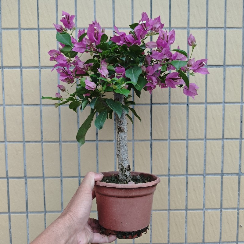 三角梅步步高老桩小叶场地直销