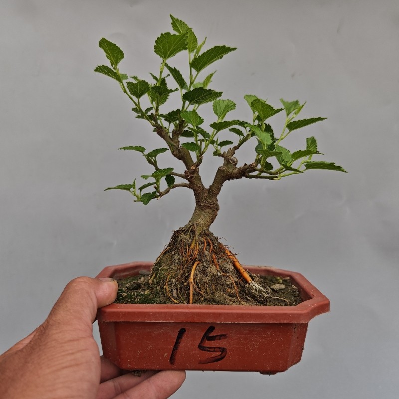 阳台绿植开花结果四季常青桑树