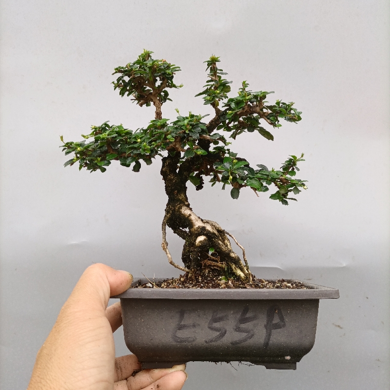 办公桌绿植盆栽摆件桌面树桩室内开花净化空气小叶福建茶盆景新款