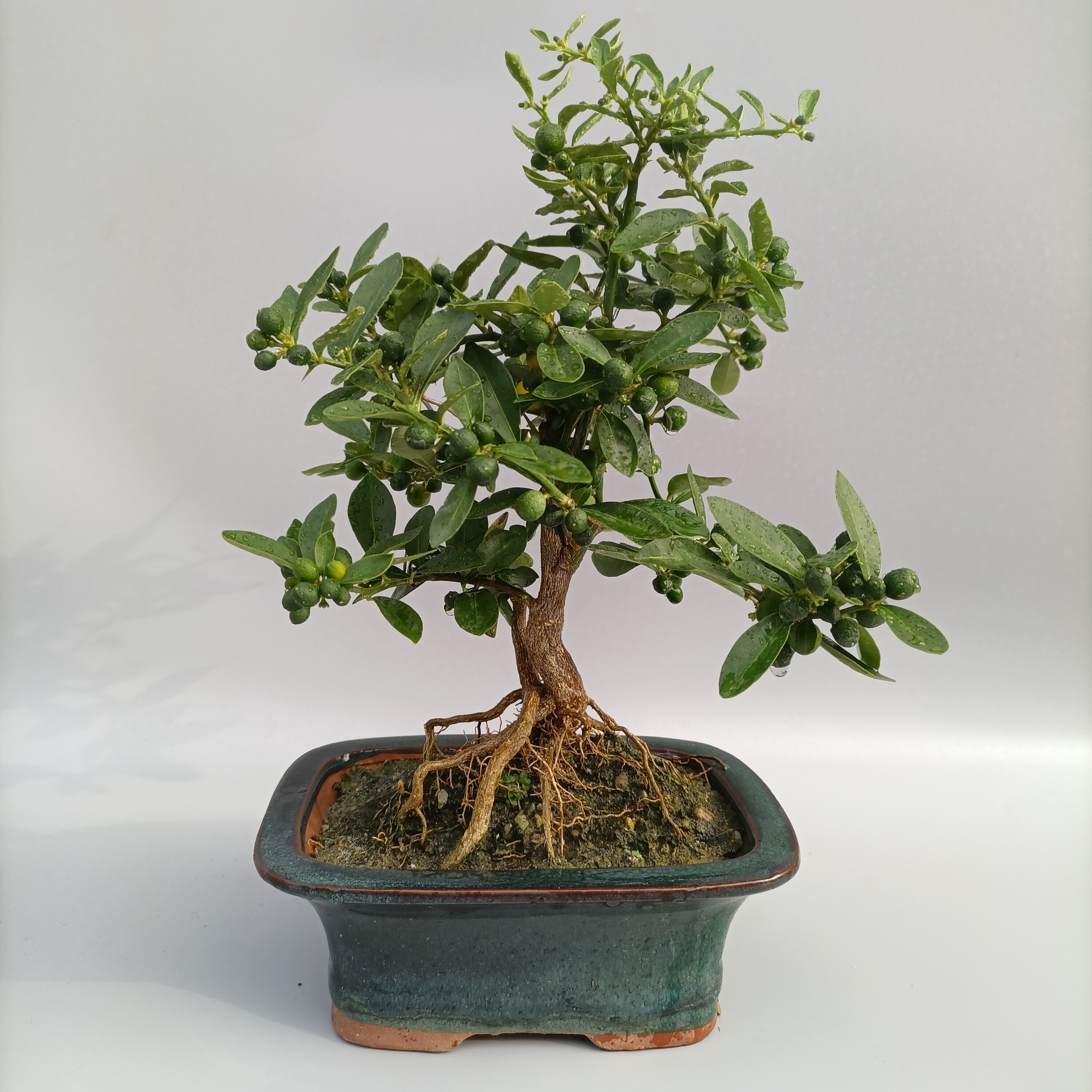 金豆盆景带果室内净化空气