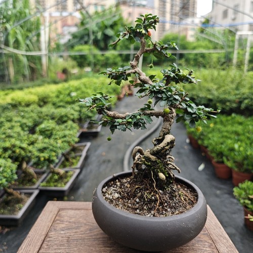 四季常青成品庭院茶几喜阳老桩