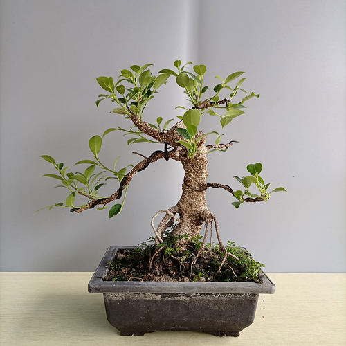 绿植气根榕树盆景直销净化空气