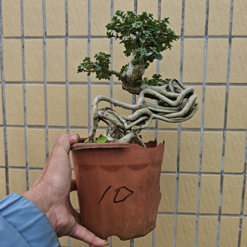 寿娘子微型盆景场地直销