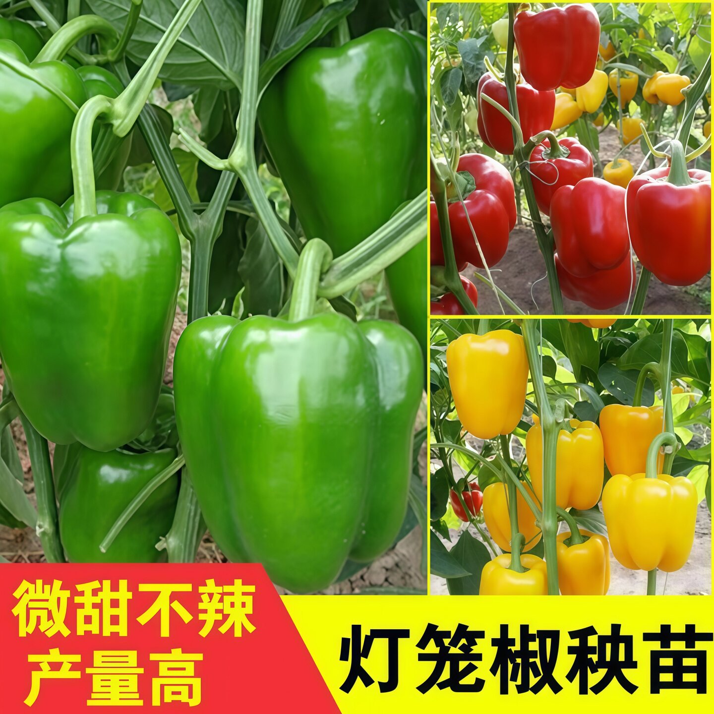 高产圆椒菜椒苗辣椒苗秧苗青黄红甜椒太空椒方椒种灯笼椒秧子阳台