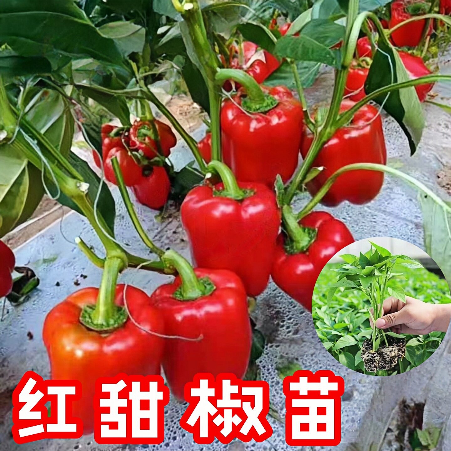 红甜椒辣椒苗子种秧苗彩椒菜苗蔬菜秧苗四季秧灯笼椒菜椒幼苗易种