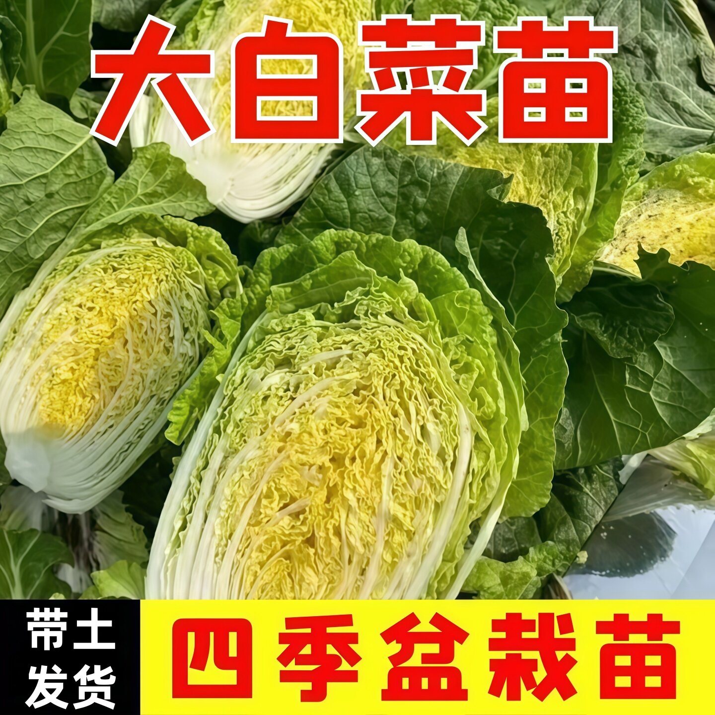 大白菜苗四季盆栽种苗带土发货新鲜蔬菜苗盆栽