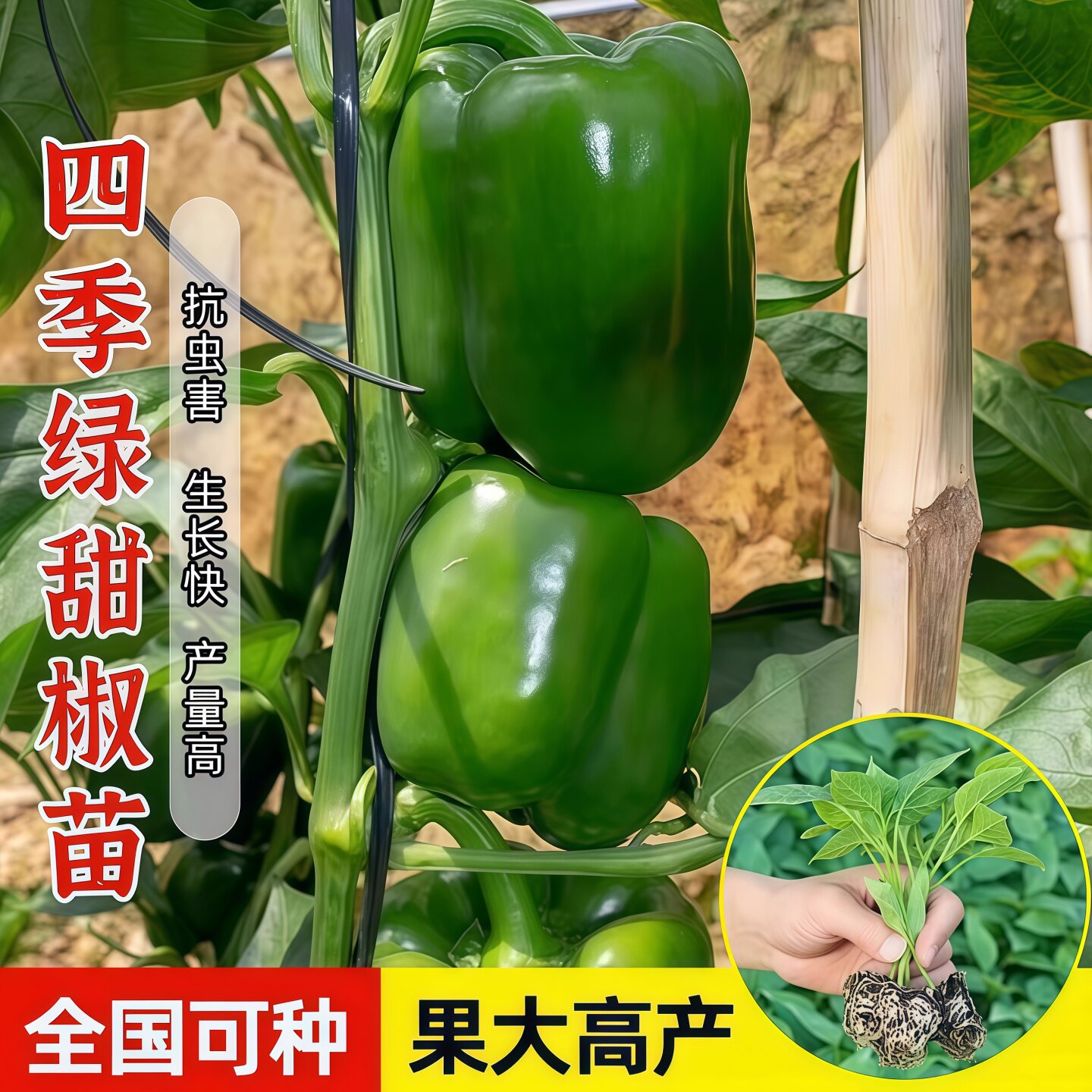 绿甜椒苗子青椒灯笼椒彩椒洪荒甜椒苗子秧苗种籽阳台盆栽高产蔬菜
