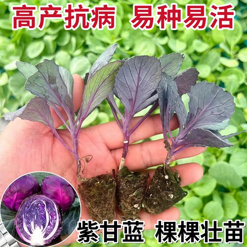 紫甘蓝蔬菜种苗紫包菜紫卷心菜沙拉菜绿包菜牛心甘蓝花菜四季菜苗