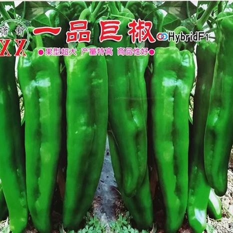 秋冬大棚牛角椒种子早熟新品种辣椒萧新一品巨椒杂交牛角椒辣椒籽