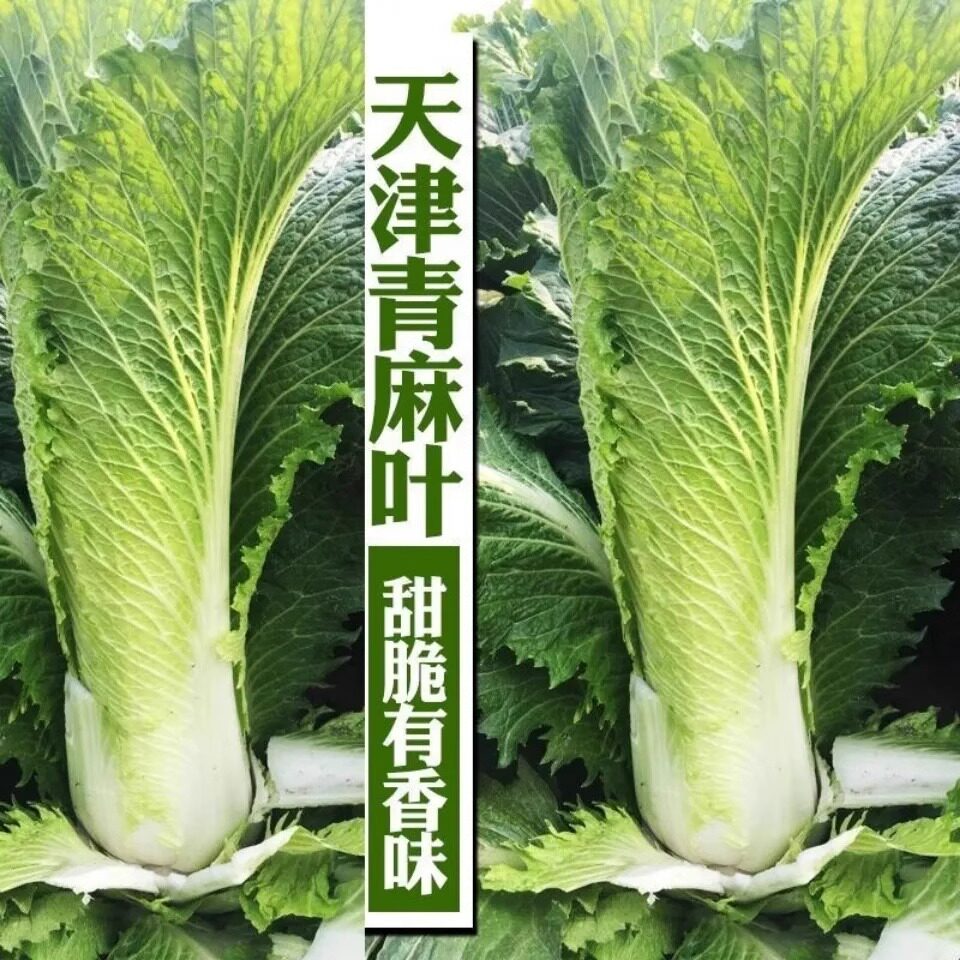 直筒形白菜种子秋季播蔬菜种籽