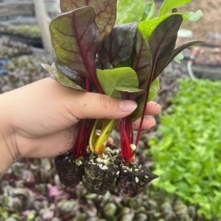 多茬采收红叶甜菜苗秧高产高甜红梗甜菜金叶甜菜种子四季阳台盆栽