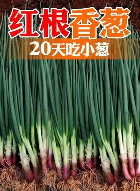 益丰四季红葱种子葱种阳台盆栽苗