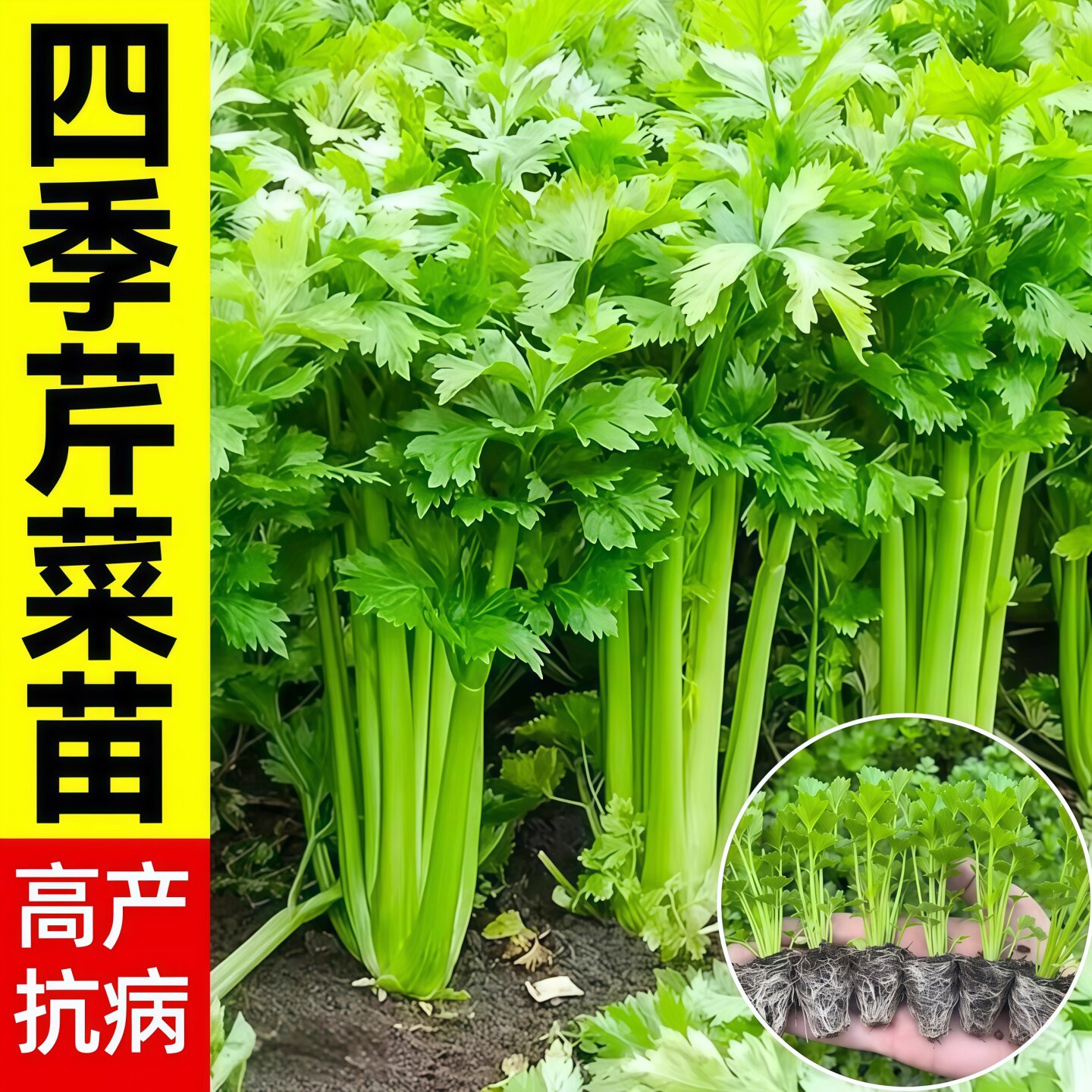 四季芹菜苗种苗高产抗病阳台盆栽蔬菜苗适合新手小白
