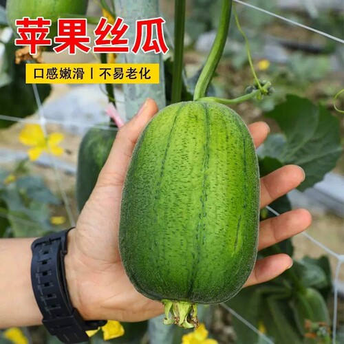 当季苹果丝瓜种子可生吃短棒肉丝瓜菜瓜种籽高产四季盆栽蔬菜种子