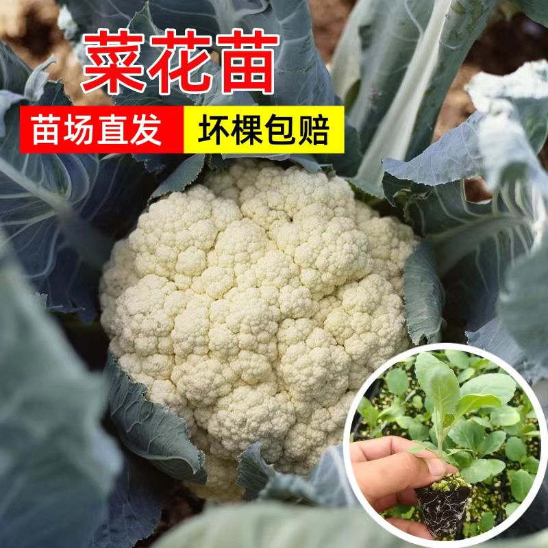 白色散花菜白菜花青梗松花椰菜种