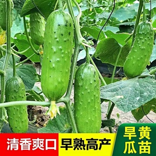 旱黄瓜苗秧苗老品种水果黄瓜种籽苗春秋季播高产抗病阳台盆栽菜苗