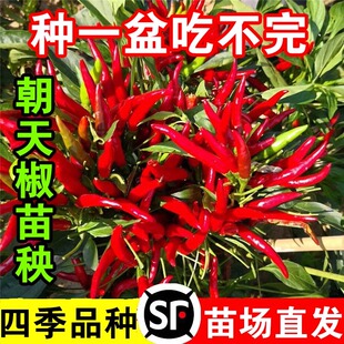 簇生朝天椒苗秧特辣小米辣椒苗指天椒种苗四季南方阳台盆栽菜苗孑