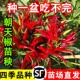 簇生朝天椒苗秧特辣小米辣椒苗指天椒种苗四季 南方阳台盆栽菜苗孑