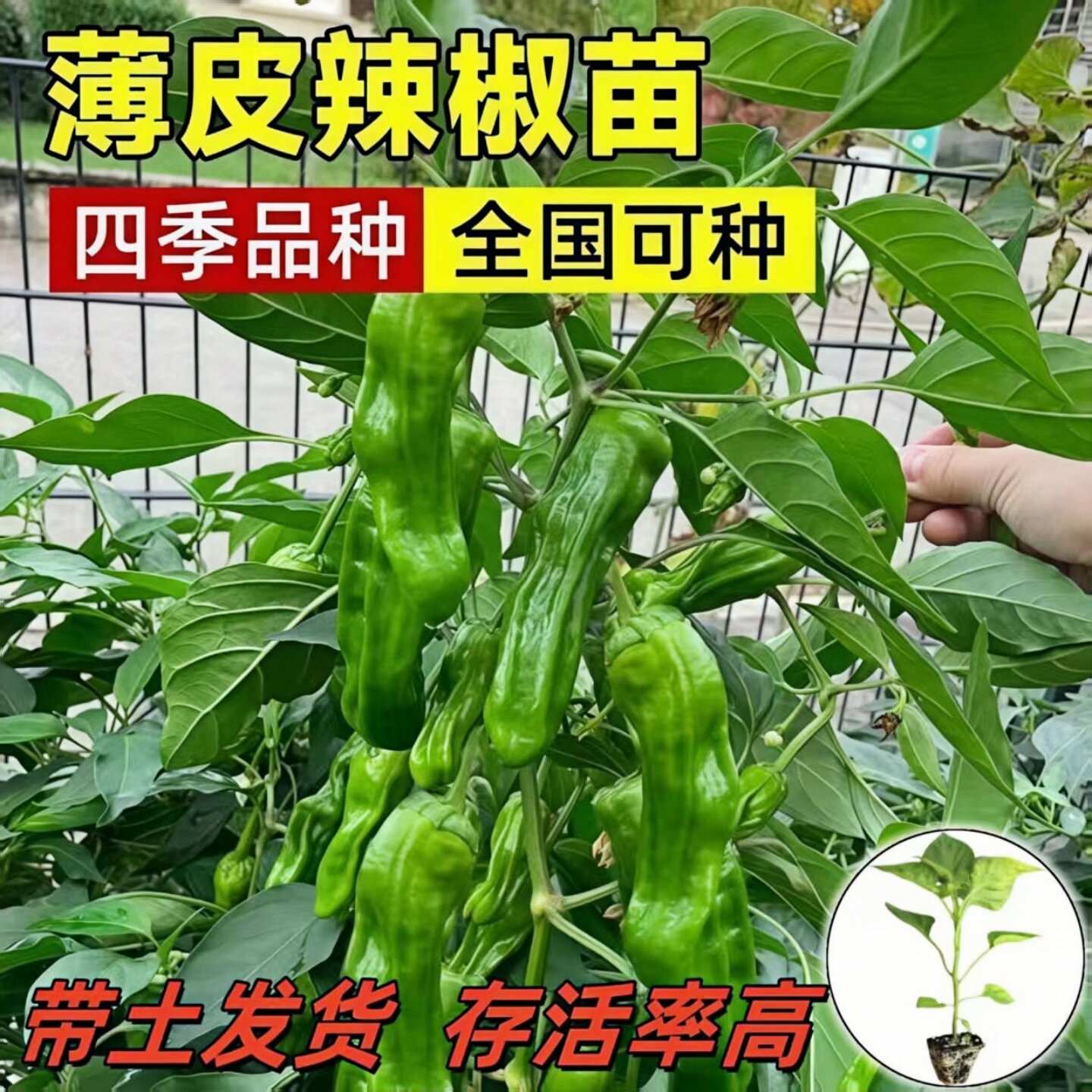 薄皮辣椒苗辣椒种子泡椒虎皮麻椒螺丝杭线朝天椒阳台四季蔬菜苗