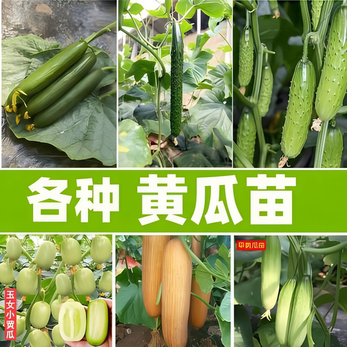 益丰夏秋荷兰水果黄瓜苗阳台盆栽