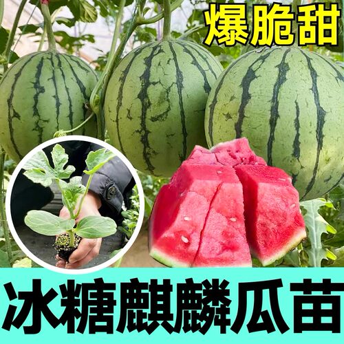 冰糖麒麟西瓜苗子种子盆栽种植育苗西瓜苗秧盆栽菜苗早熟大棚春季