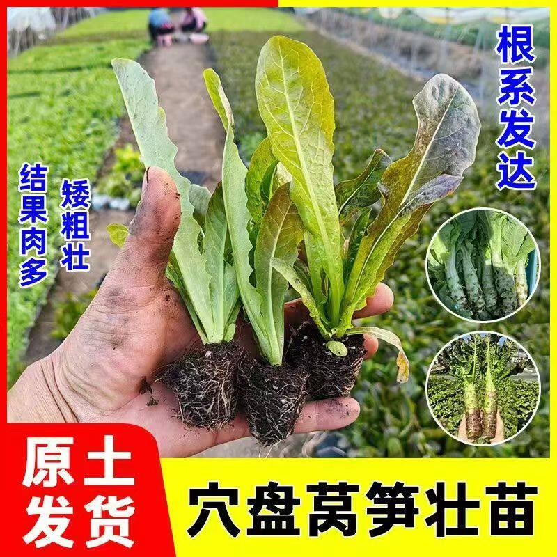 红皮香莴苣菜种籽孑耐寒莴苣笋苗莴笋秧苗本地四季莴笋苗子青皮