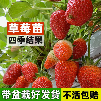 草莓苗四季结果奶油淡雪食用新苗秧家庭盆栽阳台红颜种植果苗好养