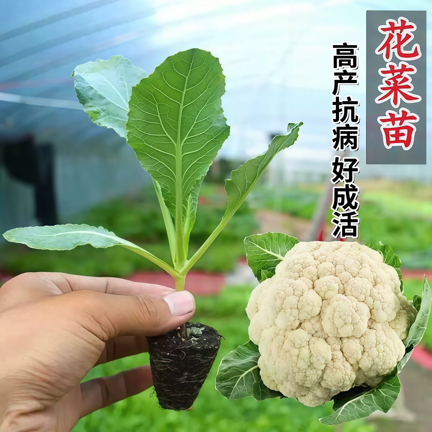 花菜苗白花菜秧苗青梗花菜秧苗蔬菜大白菜西兰花秋冬耐寒蔬菜秧苗