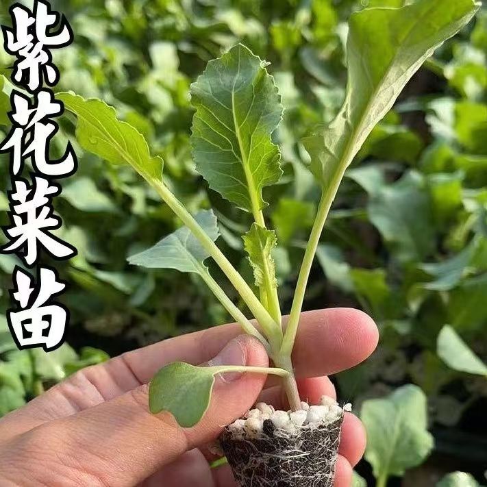 紫花菜秋播四季阳台庭院大田播