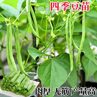 益丰苗场四季豆秧苗高产挂满架