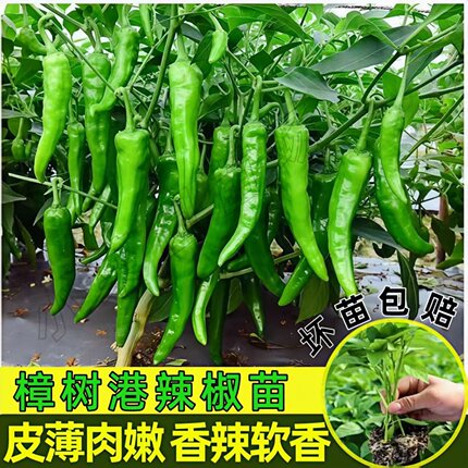 椒中贵族樟树港辣椒苗秧苗四季高产湖南樟树港椒种子阳台盆栽香辣