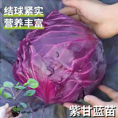 紫甘蓝苗秧带土紫包菜苗绿包菜卷心春秋甘蓝高产抗病包头菜苗四季