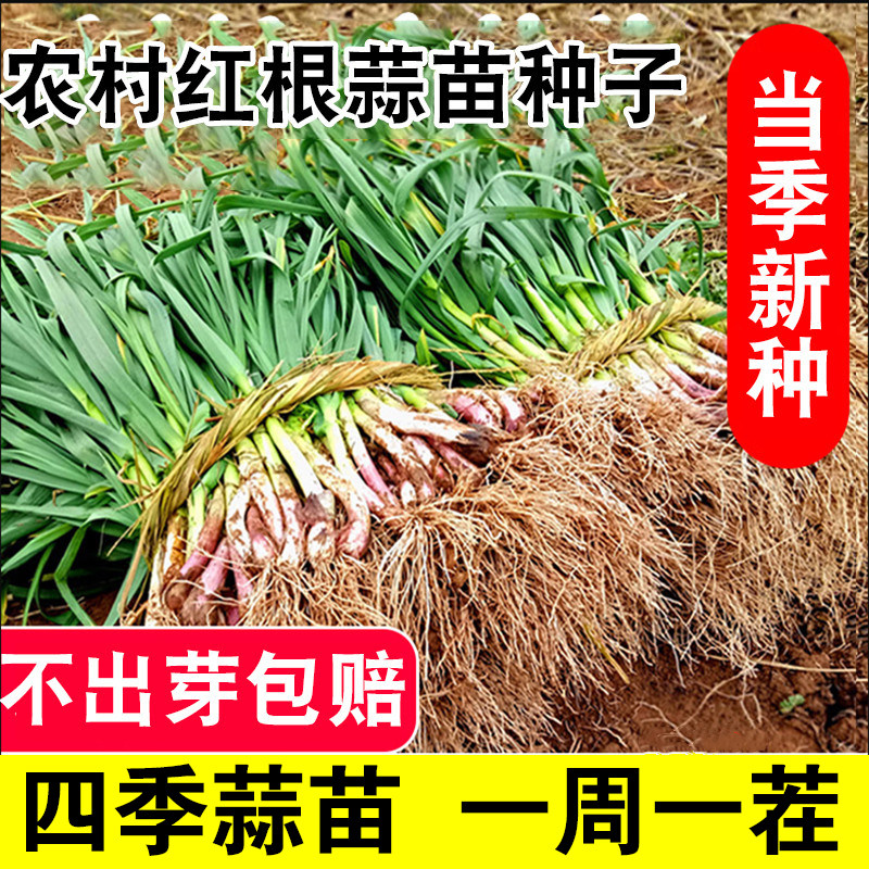 红头香蒜苗种子籽四季宽叶大红根蒜苗蒜种三茬蒜苔特大红皮独头蒜
