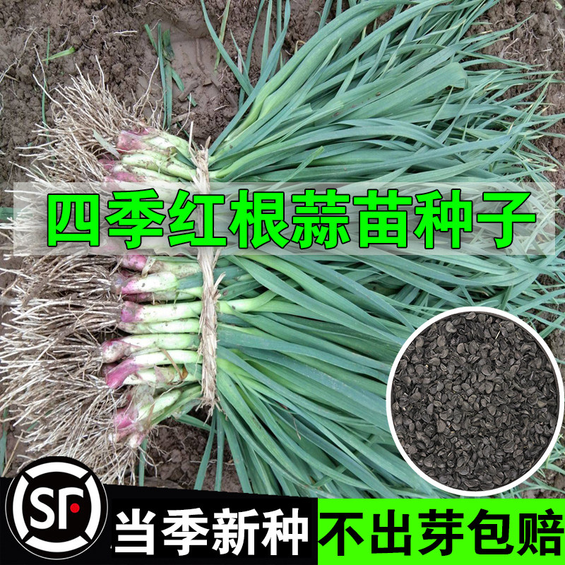 红头香蒜苗种子籽四季宽叶大红根蒜苗蒜种三茬蒜苔特大红皮独头蒜