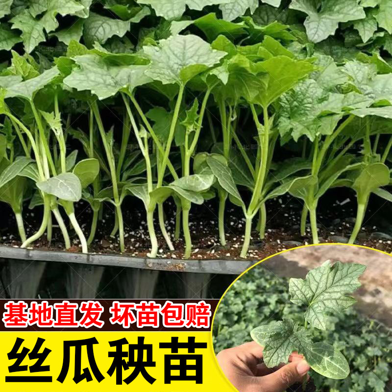 丝瓜苗种籽秧苗老品种蔬菜种子嫁接长肉八角丝瓜种孑四季幼苗盆栽
