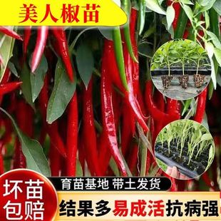 美人椒苗子辣椒苗子杭椒苗子朝天椒苗子螺丝椒苗子阳台盆栽种植苗