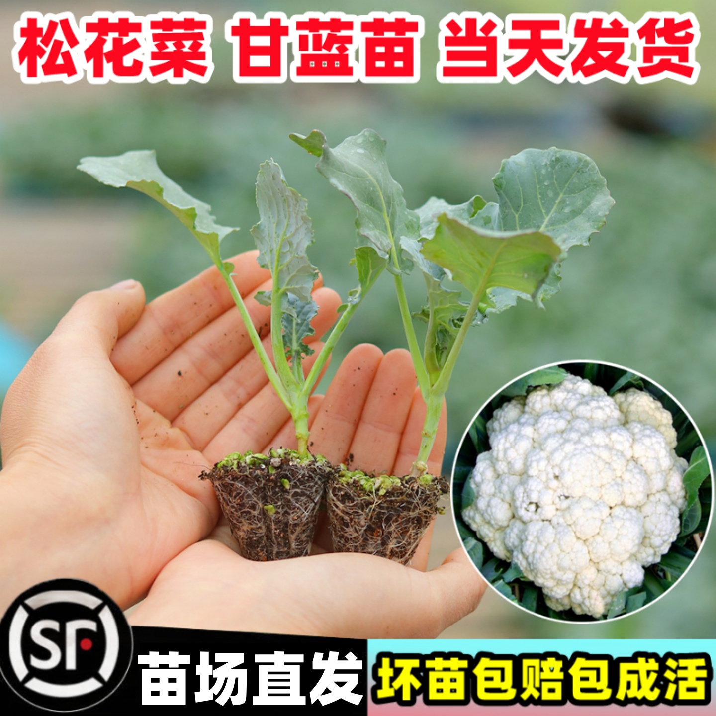 花菜苗松花菜种苗白色菜花青梗松花椰菜秧苗菜园大田种植易成活