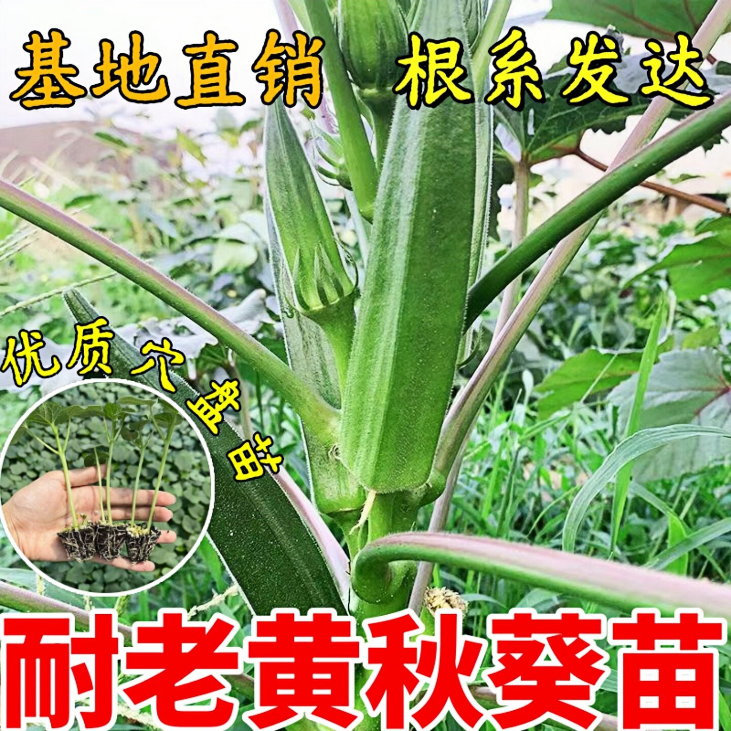 水果黄秋葵带土穴盘秧苗绿色秋葵蔬菜苗农家庭院阳台四季种植菜苗