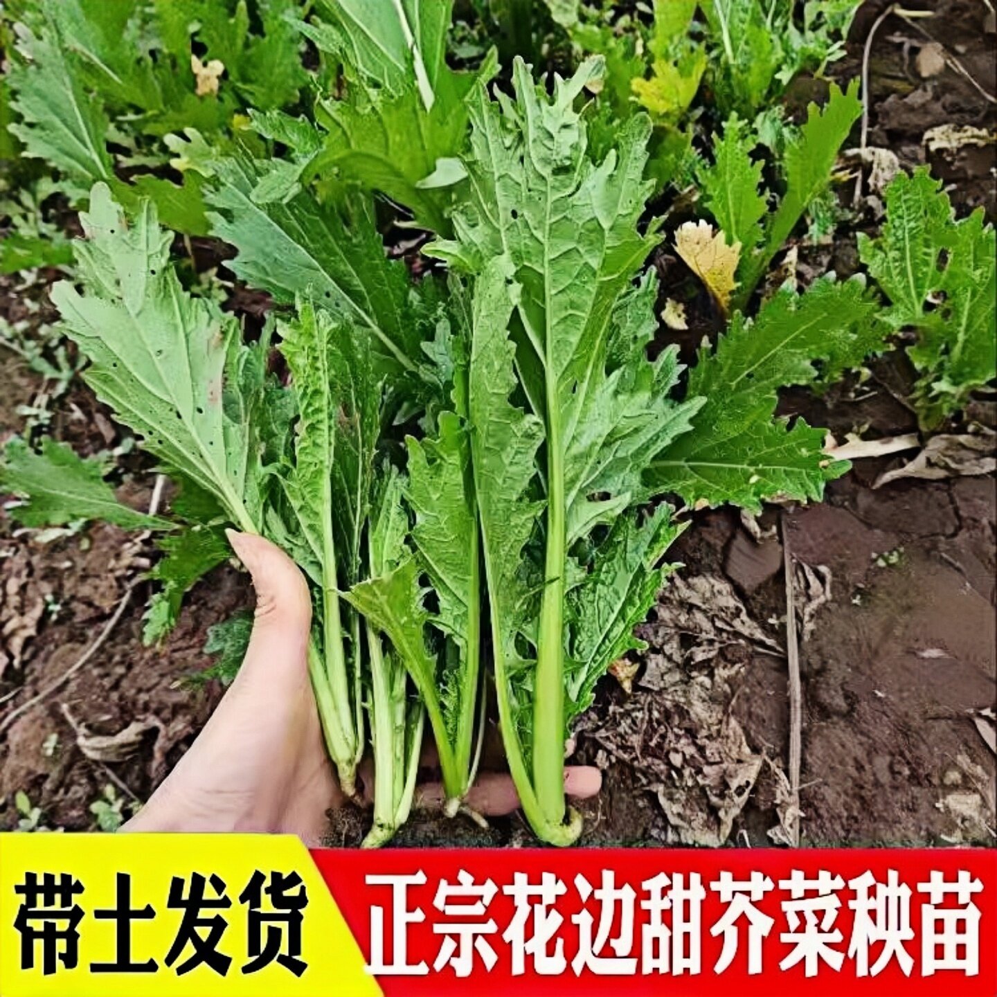 带土发货正宗花边甜芥菜苗四季种植阳台庭院栽培甜芥菜秧苗高产苗