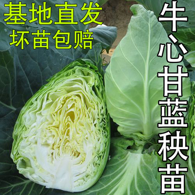 牛心甘蓝秧苗尖包心菜孢子紫甘蓝秋冬耐寒蔬菜苗春丰牛心包菜苗