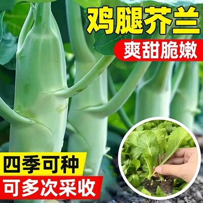 割完又长鸡腿芥蓝芥兰菜苗脆甜可口芥兰菜脆甜四季芥兰甜脆鸡腿苗