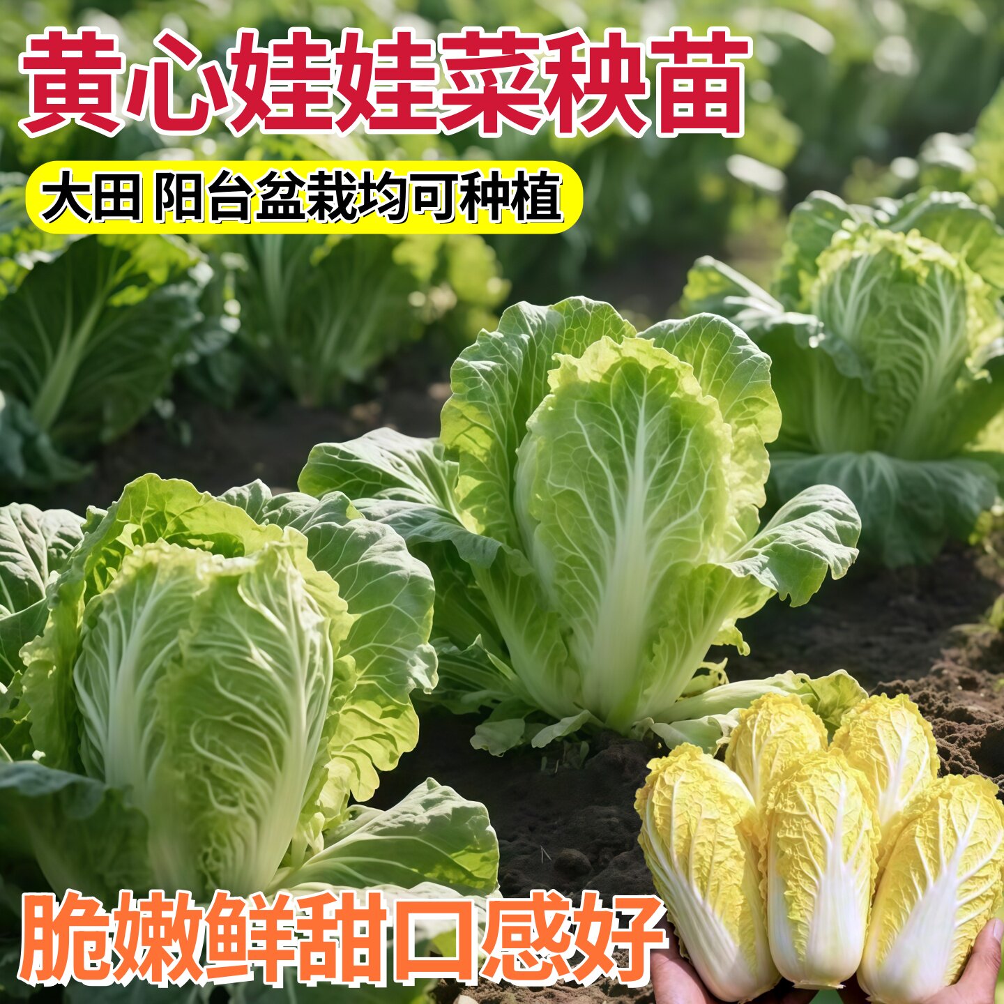黄心娃娃菜苗秧苗四季大白菜秧苗黄心乌塌菜种籽蔬菜苗阳台种植