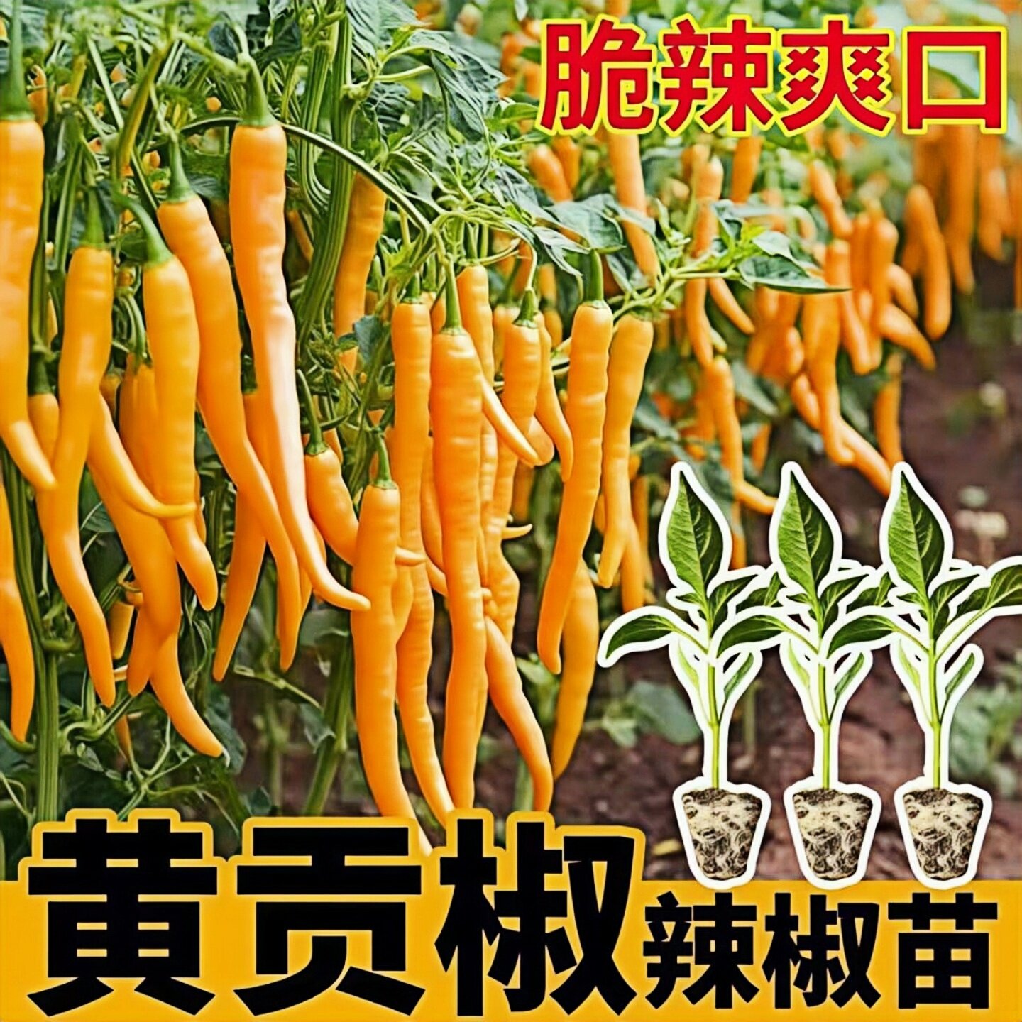 香辣黄贡椒辣椒苗秧苗高产黄线椒二荆条种子四季阳台红小米美人椒