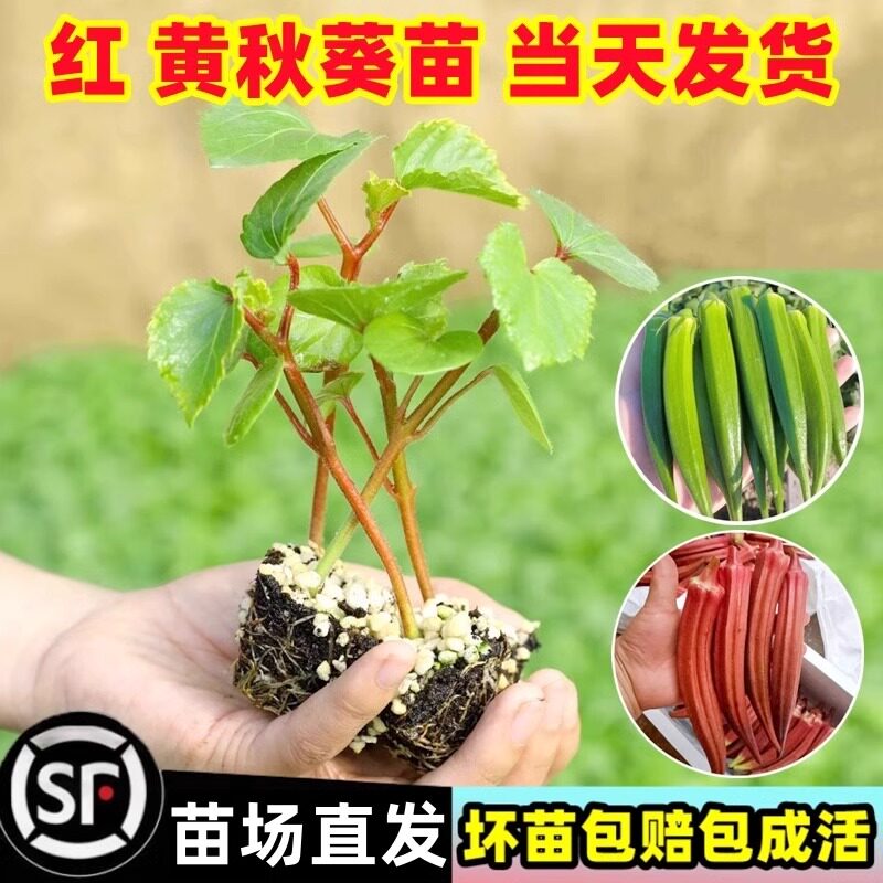 黄秋葵苗阳台盆栽庭院水果红秋葵四季种子籽蔬菜秧苗茄子辣椒番茄