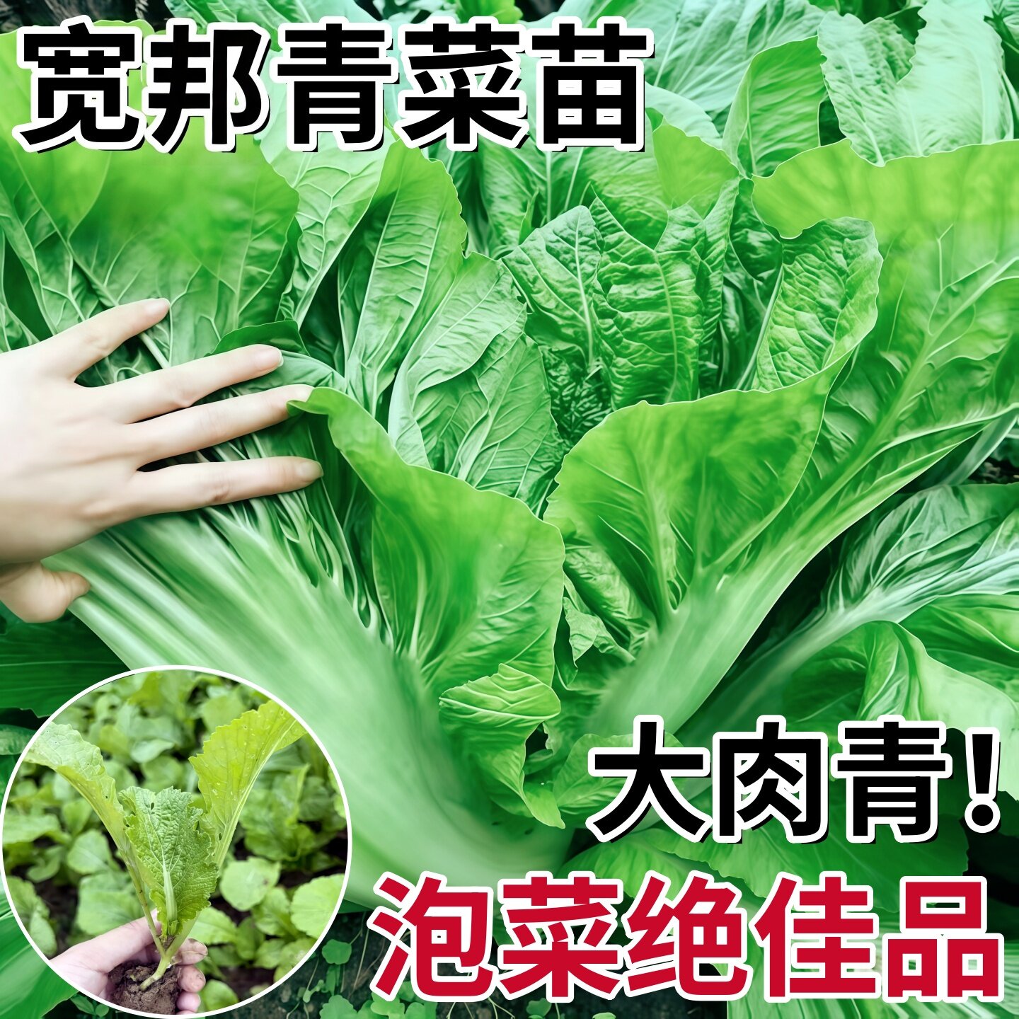 宽邦青菜秧苗大叶甜芥菜耐热芥菜种苗高产早熟四季阳台盆栽种植