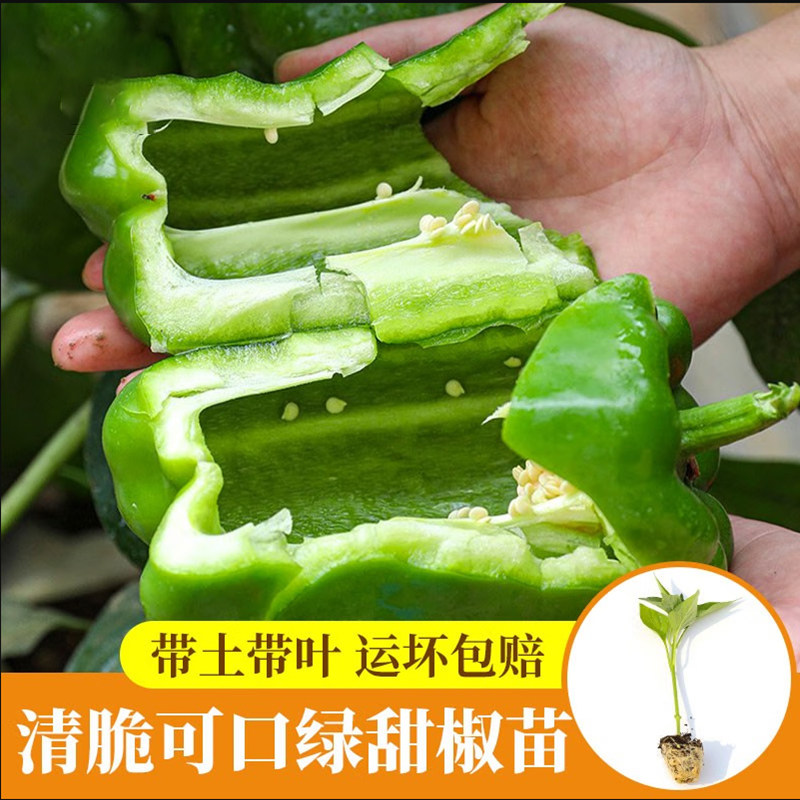 高产圆椒菜椒苗辣椒苗秧苗青椒太空椒方椒种籽灯笼椒秧子阳台菜苗