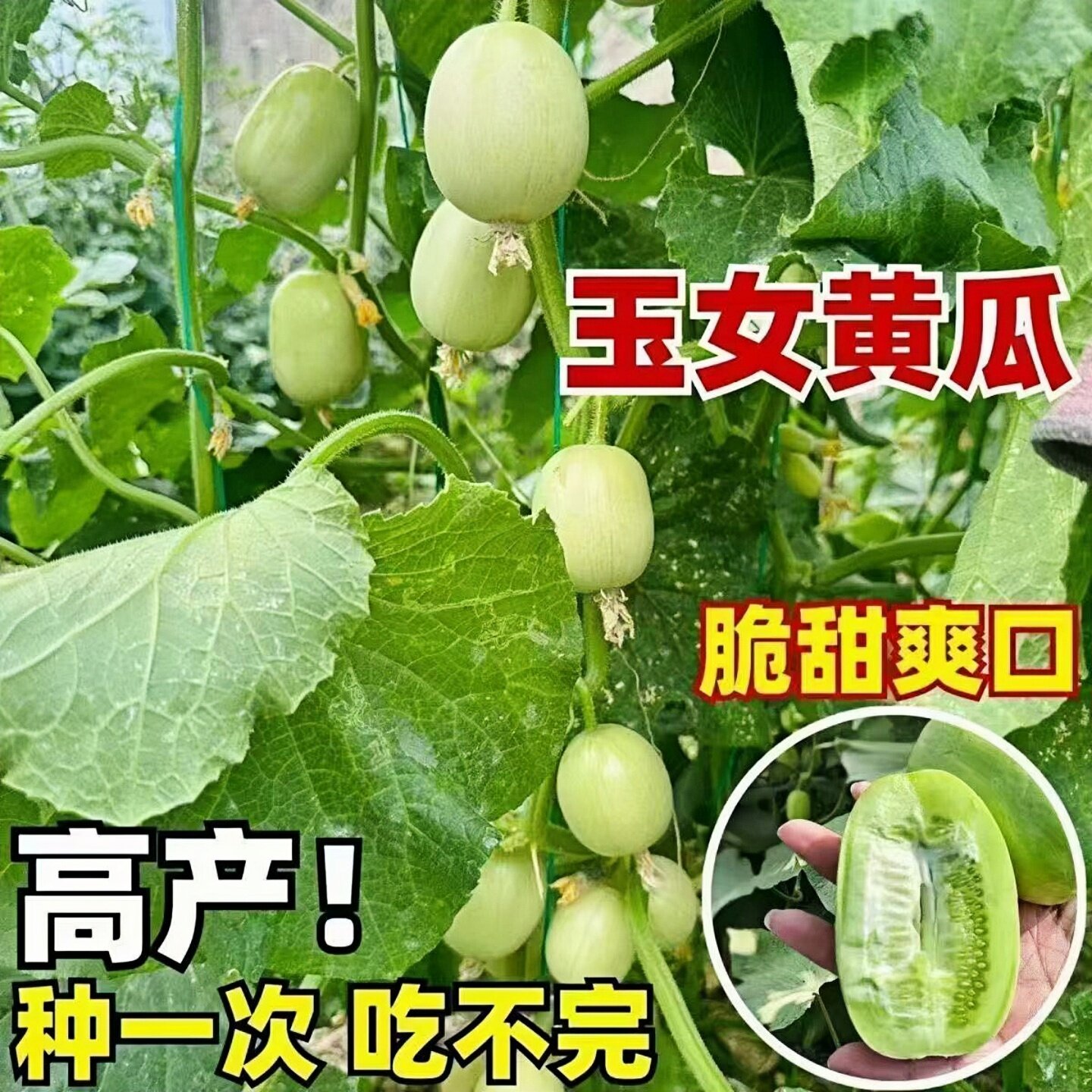 金童玉女黄瓜苗秧带士球玲珑小白黄瓜青瓜种子籽盆栽四季春秋高产