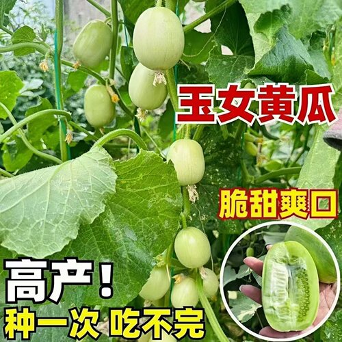 金童玉女黄瓜苗带土球高产盆栽