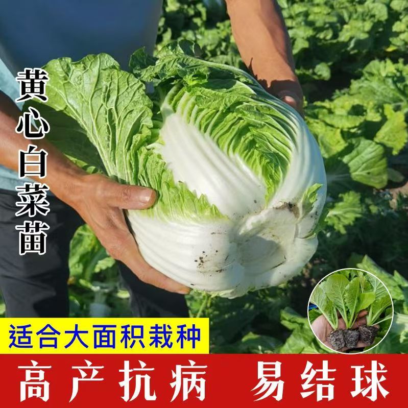 白菜苗秧秋冬季菜苗南方黄心